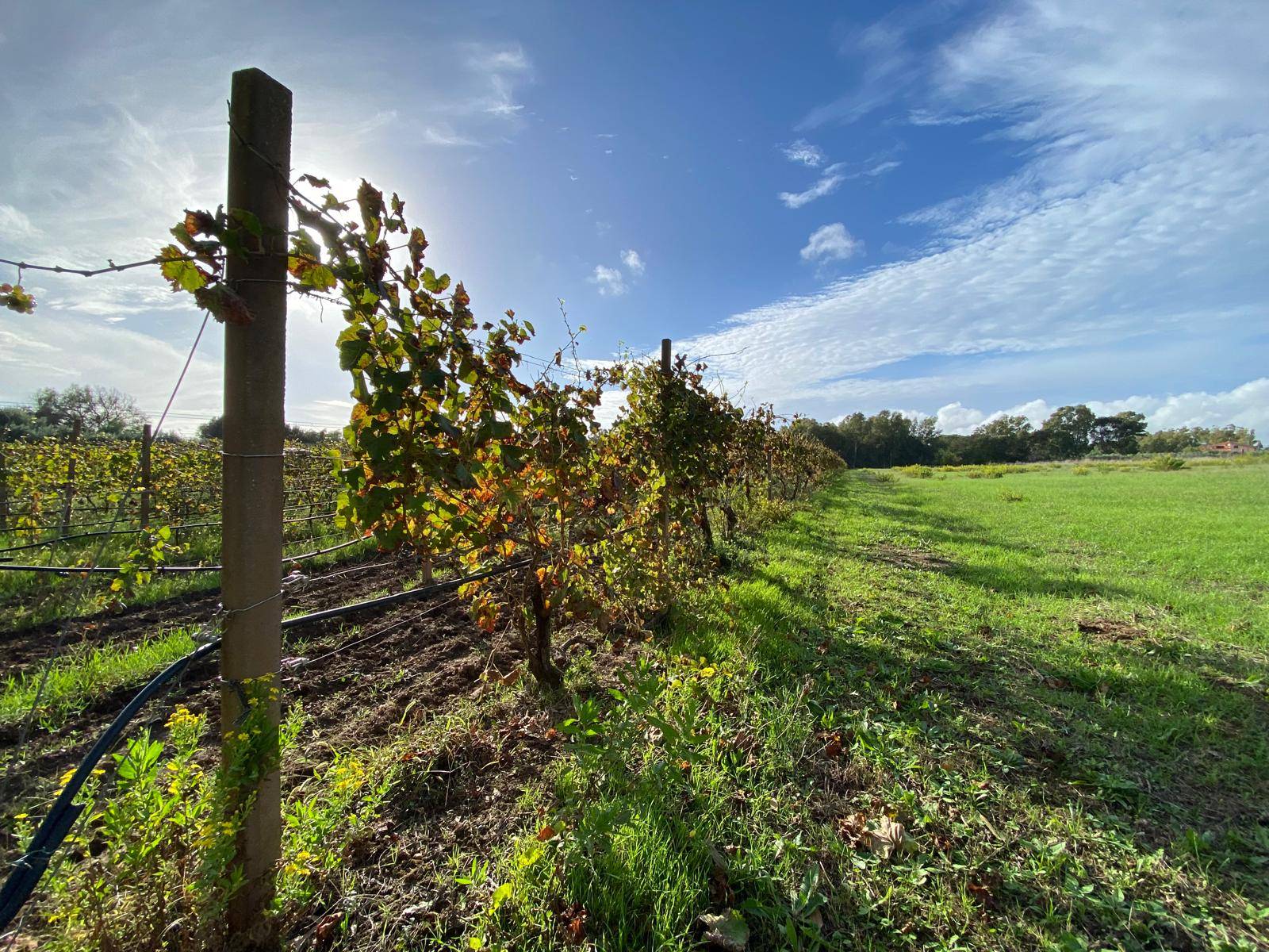 Terreno Agricolo a Alghero