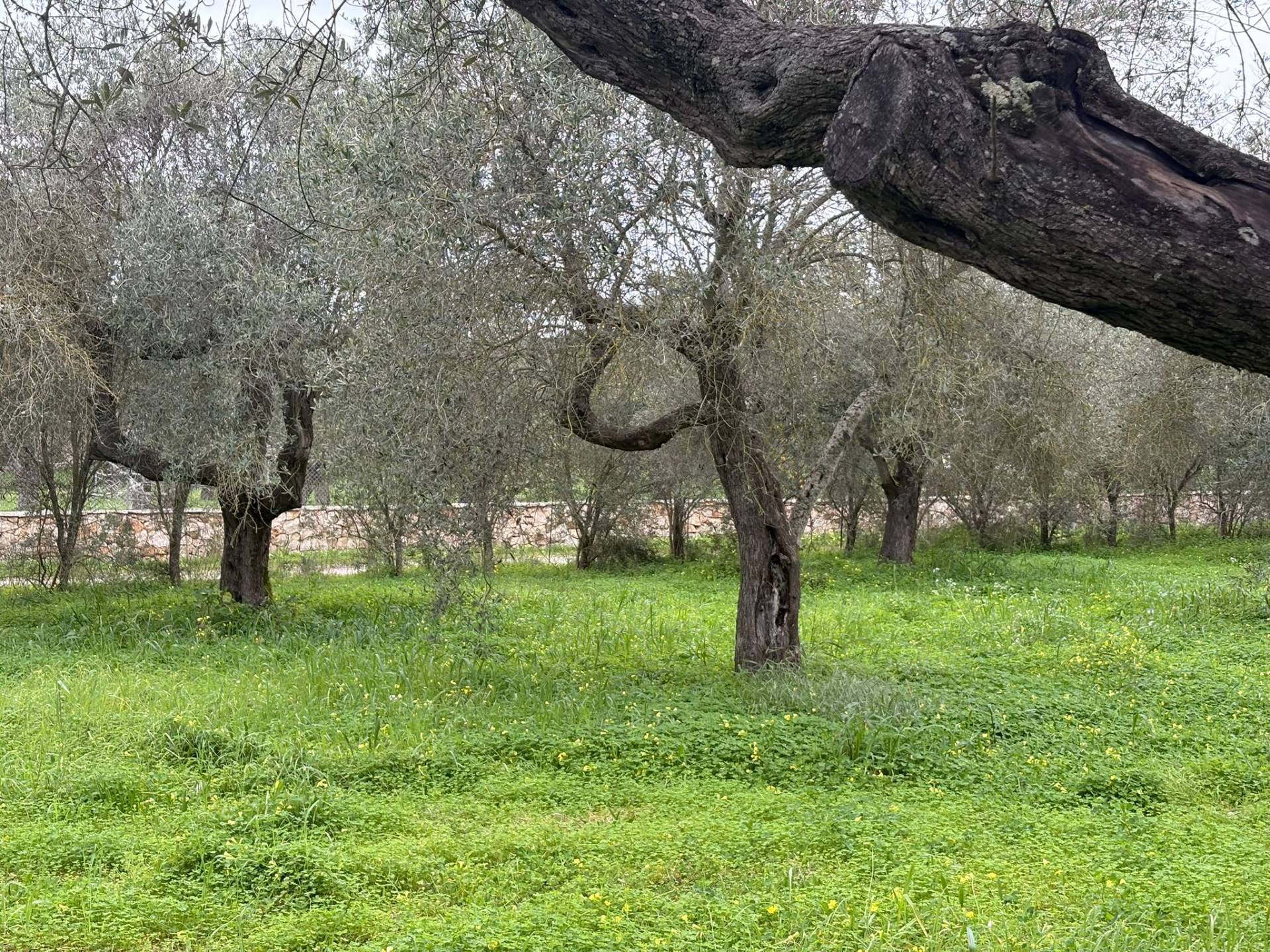 Terreno Agricolo a Alghero